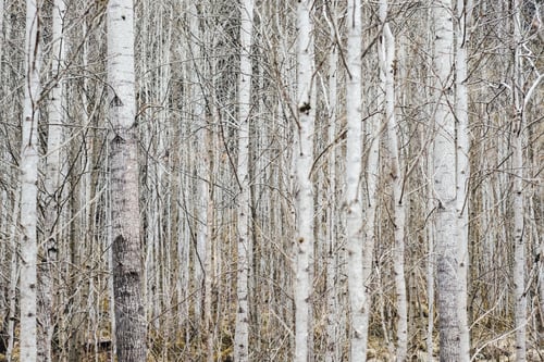 Preview: Minimalist forest