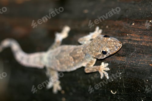 Preview: Gecko, Uganda, Africa
