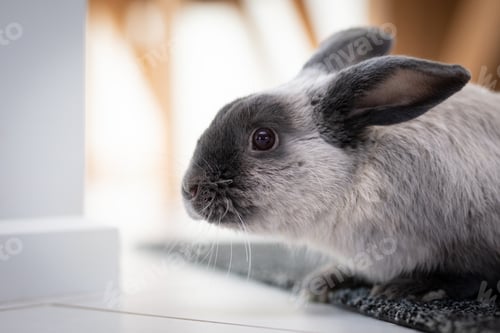 Preview: Lop Rabbit