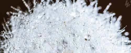 Preview: Beautiful dew drops on a dandelion seed macro