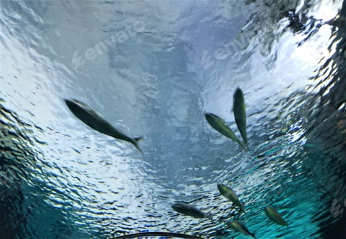 Preview: Fish From Below! Under the Sea! Marine Life!