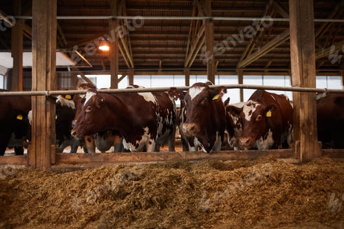 Preview: Cows Feeding at Dairy Farm