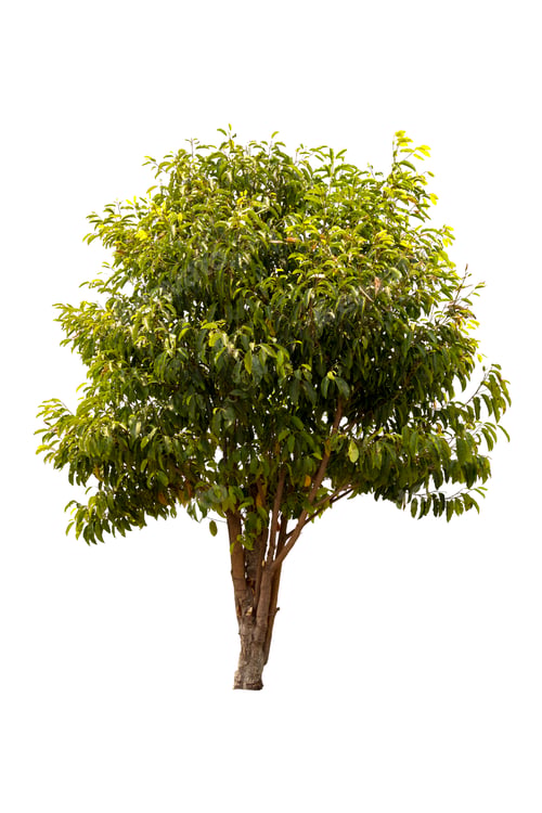 Preview: A big tree isolated on white background