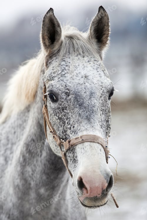 Preview: horse