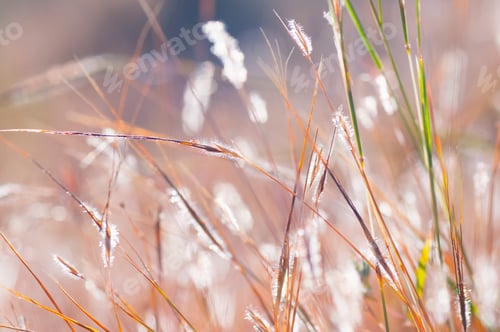 Preview: Wild flower in meadow, grass flower Nature background.