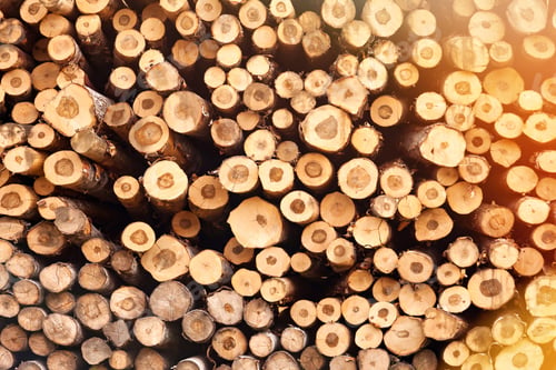 Preview: Front view of large trunks pile sawn trees, cut trees along prepared for treatment