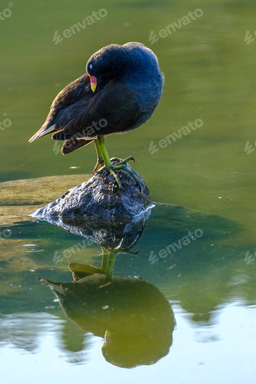 Preview: Autumn at Portello park in Milan, Italy. Birds at the lake