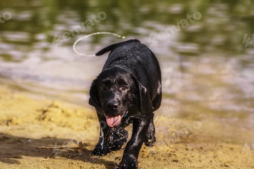 Preview: Labrador Retriever Dog breed on the field. Dog running on the green grass. Active dog outdoor.