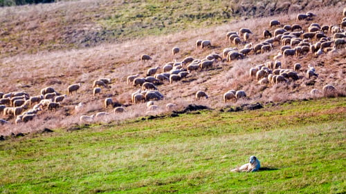 Preview: Flock of sheep guarded by sheepdog