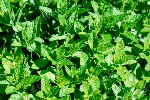 Preview: Lush mint bushes grow in the garden. Photo of greenery on a sunny day.