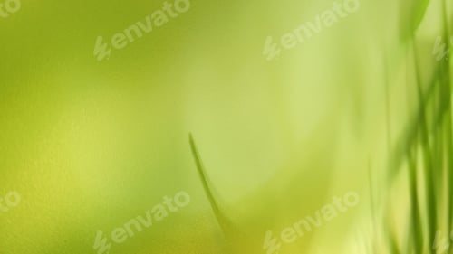 Preview: Abstract green background with palm leaf and shadow of the palm leaf