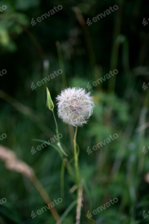 Preview: Dandelion puff against lush green, highlighting nature's vibrant contrast and delicate beauty.