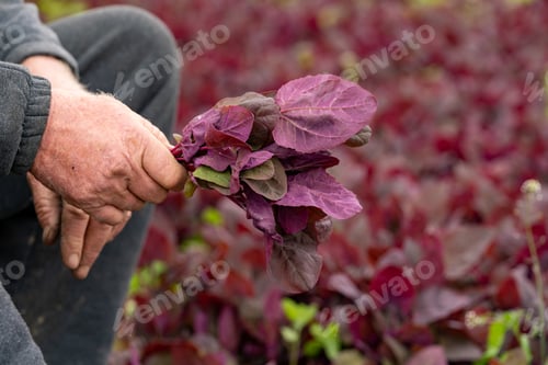 Preview: Closeup of a person working in a greenhouse, harvesting plants