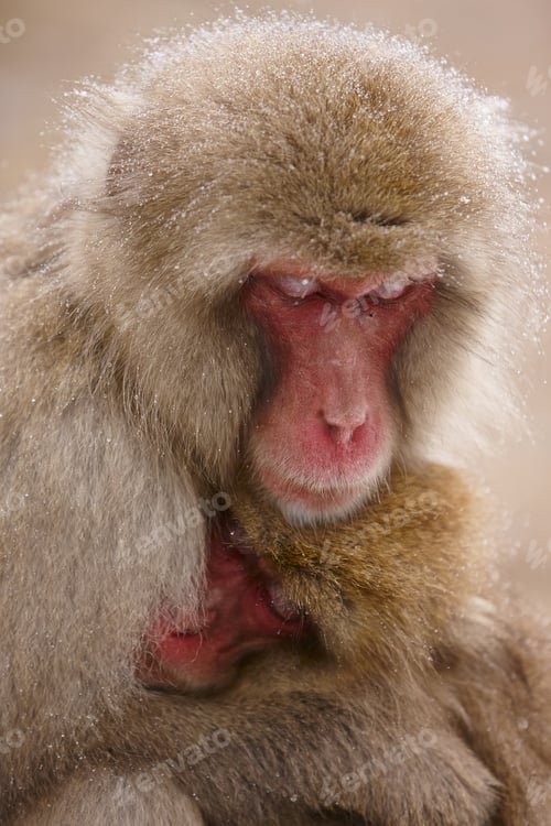 Preview: Close up of two Japanese Macaque, Snow Monkey, Macaca fuscata, huddling close together.
