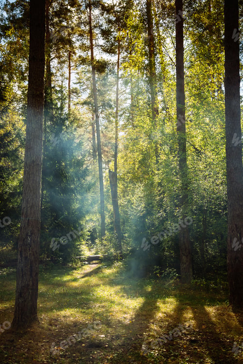 Preview: A serene forest scene with towering conifers and a winding path