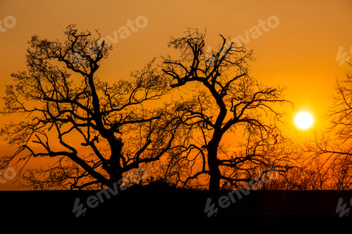 Preview: Trees at Sunset