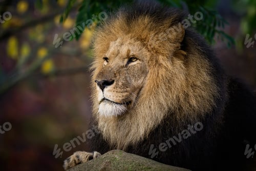 Preview: Lion (Panthera leo)