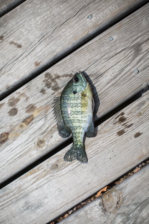 Preview: Brim fish on pier, Lake Superior, Gwinn, Michigan, USA