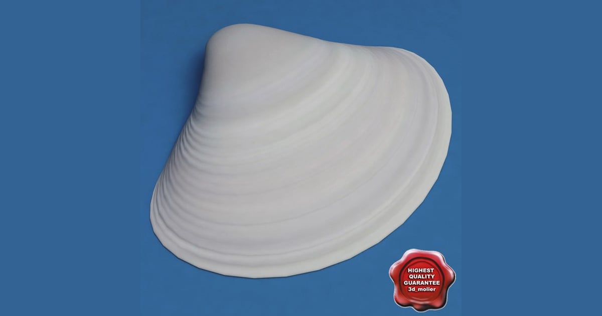 Elongated white shell with surface ridges 3D, Incl. bivalve & clam - Envato