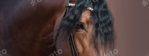 Preview: Close up image of eye, head and neck of Andalusian horse.