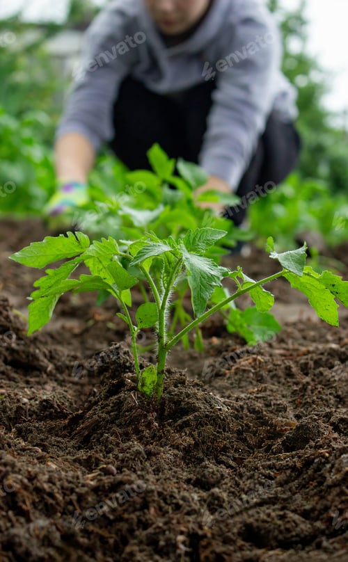 Preview: Farmer planting tomatoes in the garden. Planting a plant.