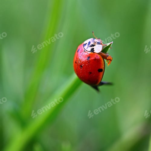 Preview: Bright red ladybug macro at the top of a blade of grass.