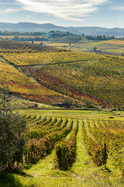 Preview: Italy, Tuscany, vineyard in the Province of Siena