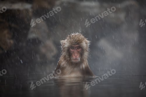 Preview: Snow monkey