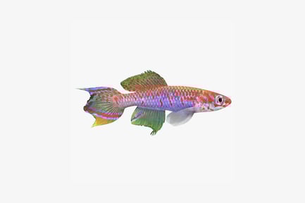 Preview: Lateral view of a multicolored guppy