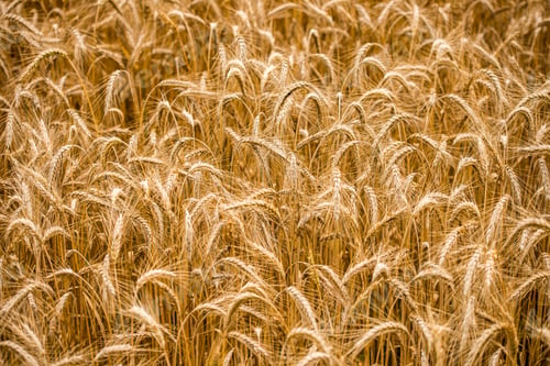 Preview: Background of ears of golden ripening wheat