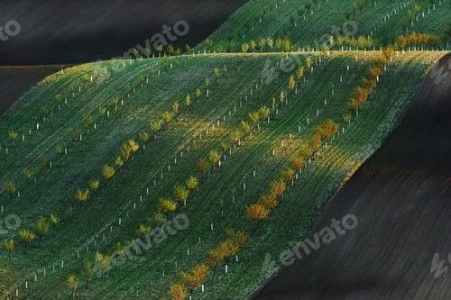 Preview: No people. Line of fresh trees on the green agriciltural fields at daytime
