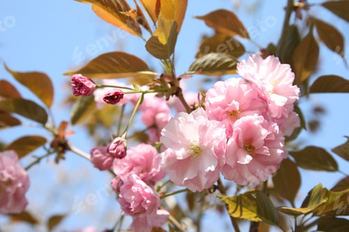 Preview: Closeup view of blooming spring tree against blue sky on sunny day. Space for text