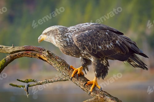 Preview: Side profile of young eagle on a branch.