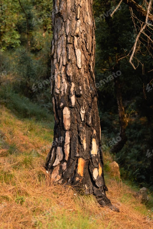 Preview: Burned pines after a forest fire. Black burned bark of pines in a woods. Summer forest fire