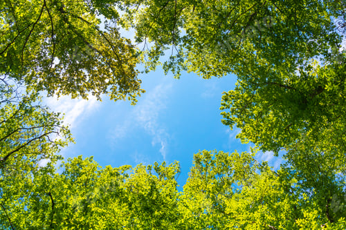 Preview: Trees in the green forest on blue sky background