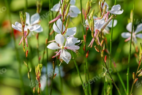 Preview: Delicate white flowers in a sunlit garden.