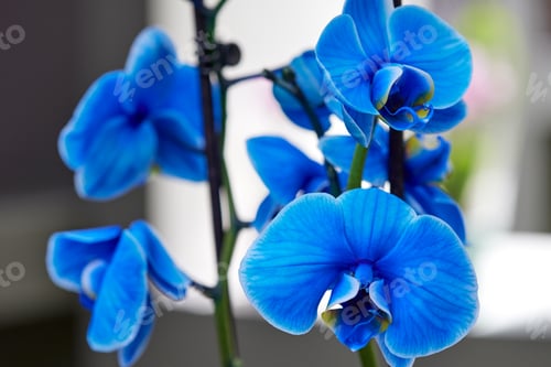 Preview: Bouquet of beautiful blue orchids