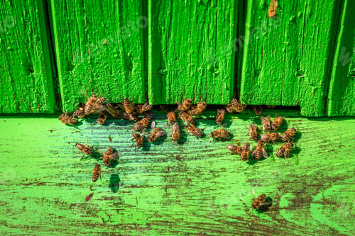 Preview: Colorful beehives with bees, summer in countryside
