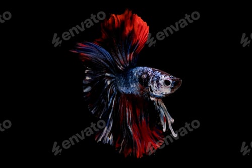 Preview: Colorful with main color of blue and red betta fish, Siamese fighting fish black background