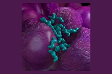 Visualização: Colônia de bactérias Campylobacter Jejuni