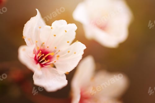 Preview: Blossoming cherry trees in spring, Spring Background