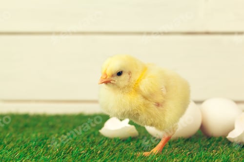 Preview: Little chicken on the grass
