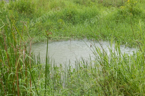Preview: Retention pond with water plants in city park in Kuching, Malaysia, ecology, gardening, recycling