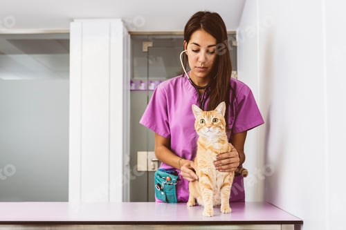 Preview: Veterinarian doctor is making a check up of a cute beautiful cat.
