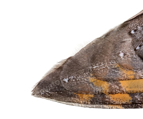 Preview: Close-up on the feathers of a nocturnal bird of prey, Barn Owl,