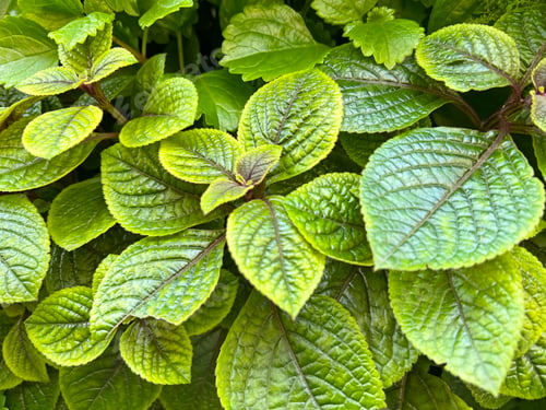 Preview: Plectranthus purpuratus or purple swedish ivy plant. Green leaves background.