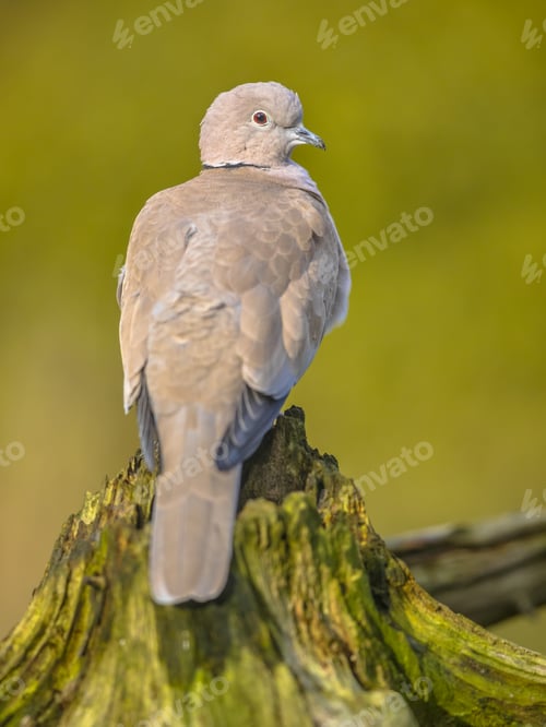Preview: Eurasian collared dove perched on trunk