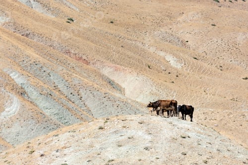 Preview: Herd of cows on the mountainside