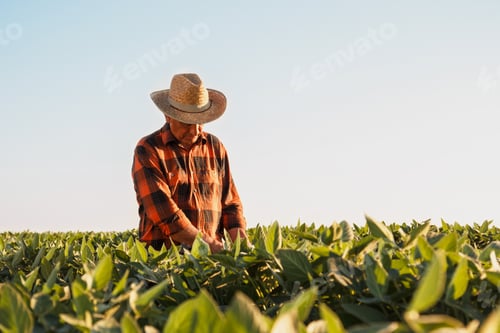 Visualização: Senior farmer standing in soybean field examining crop at sunset.