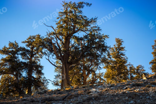 Preview: Ancient Bristlecone Pine Forest, White Mountains, California